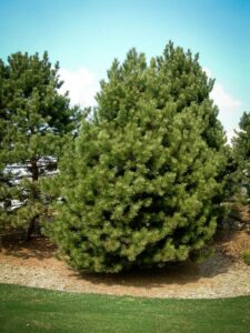 Сосна Чёрная (Pinus Nigra) купить по цене от 270.00р. в интернет-магазине «Посадика» с доставкой почтой в в Калугае и по всей России – [изображение №1].