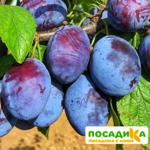 Слива Чачакская ранняя купить по цене от 229.00р. в интернет-магазине «Посадика» с доставкой почтой в в Калугае и по всей России – [изображение №1].