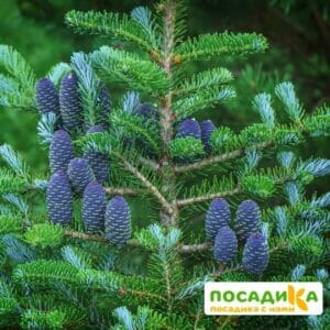 Пихта корейская (Abies koreana) купить по цене от 450.00р. в интернет-магазине «Посадика» с доставкой почтой в в Калугае и по всей России – [изображение №1].