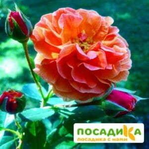 Роза Арабия купить по цене от 350.00р. в интернет-магазине «Посадика» с доставкой почтой в в Калугае и по всей России – [изображение №1].