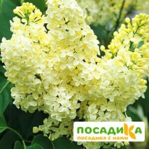 Сирень Примроуз (Primrose) купить по цене от 529.00р. в интернет-магазине «Посадика» с доставкой почтой в в Калугае и по всей России – [изображение №1].