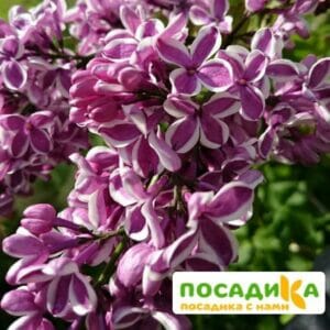 Сирень Сенсация купить по цене от 529.00р. в интернет-магазине «Посадика» с доставкой почтой в в Калугае и по всей России – [изображение №1].