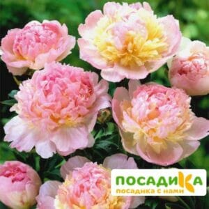 Пион Распберри Сандей (Paeonia Raspberry Sundae) купить по цене от 959р. в интернет-магазине «Посадика» с доставкой почтой в в Калугае и по всей России – [изображение №1].