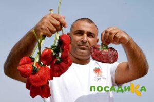 Клубника Гигант Джорнея купить по цене от 266р. в интернет-магазине «Посадика» с доставкой почтой в в Калугае и по всей России – [изображение №1].