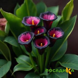 Калла Аура Лейс купить по цене от 400р. в интернет-магазине «Посадика» с доставкой почтой в в Калугае и по всей России – [изображение №1].