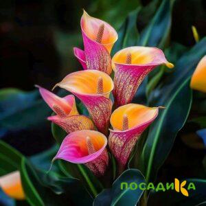 Калла Оникс купить по цене от 450р. в интернет-магазине «Посадика» с доставкой почтой в в Калугае и по всей России – [изображение №1].