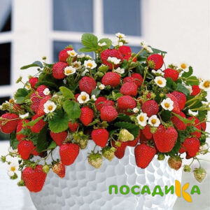 Клубника Рубиновый Шепот (горшечная) купить по цене от 240р. в интернет-магазине «Посадика» с доставкой почтой в в Калугае и по всей России – [изображение №1].
