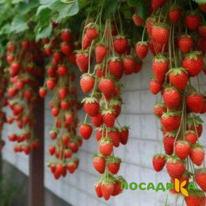 Клубника вьющаяся Комплимент купить по цене от 470р. в интернет-магазине «Посадика» с доставкой почтой в в Калугае и по всей России – [изображение №1].