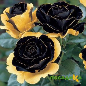 Роза Ханни Сикл купить по цене от 700р. в интернет-магазине «Посадика» с доставкой почтой в в Калугае и по всей России – [изображение №1].