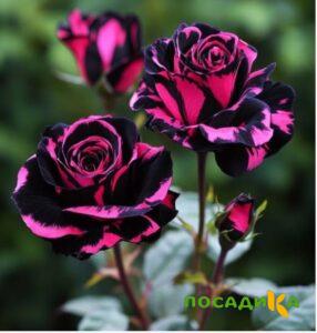 Роза Багровый Шепот купить по цене от 366р. в интернет-магазине «Посадика» с доставкой почтой в в Калугае и по всей России – [изображение №1].