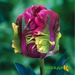 Тюльпан Экзотик Хэвен купить по цене от 186р. в интернет-магазине «Посадика» с доставкой почтой в в Калугае и по всей России – [изображение №1].